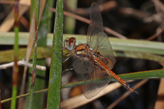 Tramea loewii