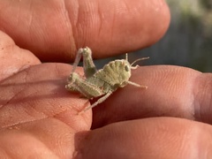 Ecphantus quadrilobus