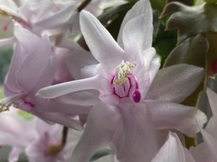 Schlumbergera
