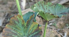 Cladosporium colocasiae