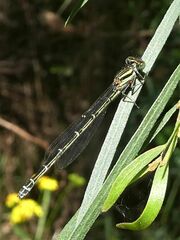 Austroagrion watsoni