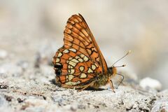 Euphydryas intermedia