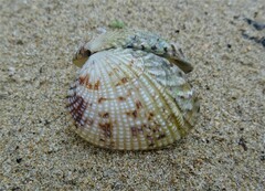 Gafrarium pectinatum