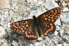 Euphydryas intermedia
