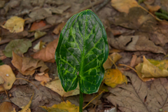 Arum maculatum