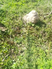 Artemisia capillaris