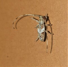 Eunidia spinicornis