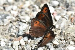 Erebia euryale