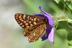 Euphydryas intermedia
