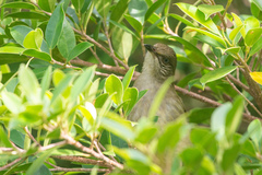 Pycnonotus conradi