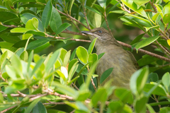 Pycnonotus conradi