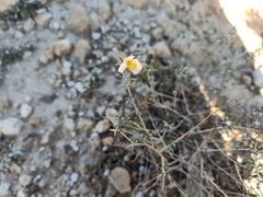 Helianthemum