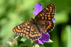 Euphydryas intermedia