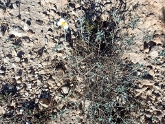Helianthemum