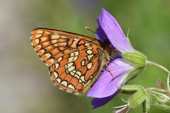 Euphydryas intermedia