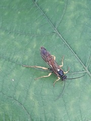 Ichneumon extensorius