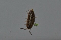 Porcellio monticola