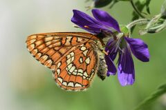 Euphydryas intermedia