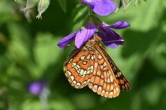 Euphydryas intermedia