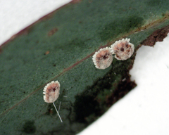 Monophlebidae