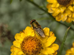 Odontomyia decipiens