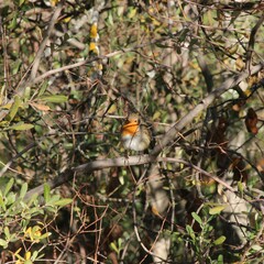 Erithacus rubecula