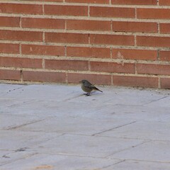 Phoenicurus ochruros