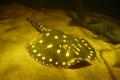 Potamotrygon leopoldi