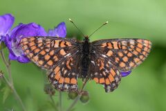 Euphydryas intermedia
