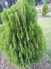 Platycladus orientalis