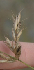 Arrhenatherum elatius