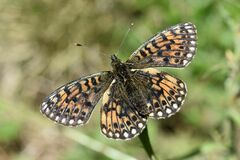 Boloria selene