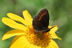 Erebia epiphron