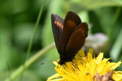 Erebia pharte