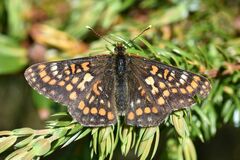 Euphydryas intermedia