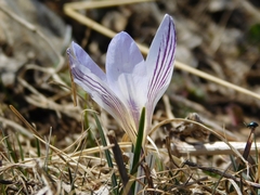 Crocus reticulatus