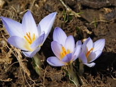 Crocus reticulatus