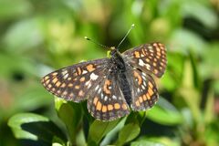 Euphydryas intermedia
