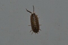 Porcellio monticola
