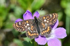 Euphydryas intermedia