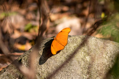 Dryas iulia moderata