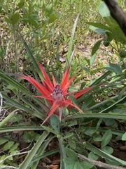 Bromelia antiacantha