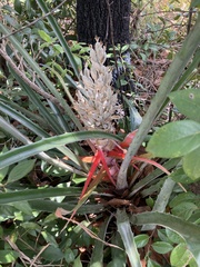 Bromelia antiacantha