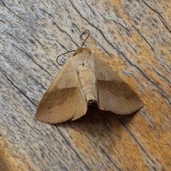 Ophyx ochroptera