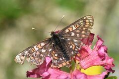 Euphydryas intermedia