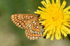 Euphydryas intermedia