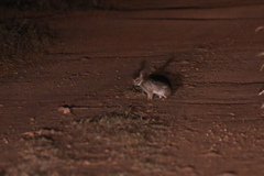 Sylvilagus brasiliensis