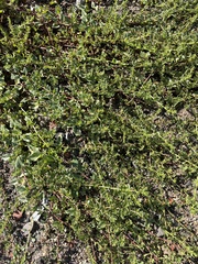 Patellifolia procumbens