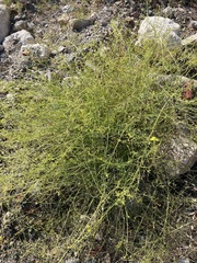 Diplotaxis harra lagascana