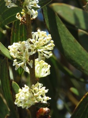 Hakea dactyloides